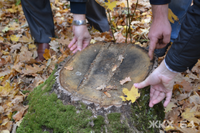 Активисты ОНФ проверили информацию о незаконной вырубке деревьев на Кумысной поляне